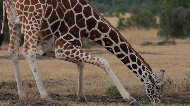 Animal Sperm Bank Could Help Populate Other Planets смотреть онлайн
