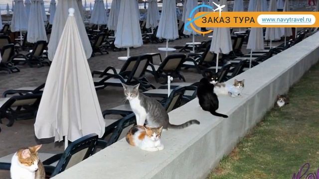 PALOMA OCEANA RESORT 5* Турция Сиде отзывы – отель ПАЛОМА ОКЕАНА РЕЗОРТ 5* Сиде отзывы видео смотреть онлайн