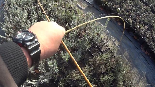 Укрытие декоративных растений - "на зиму". смотреть онлайн