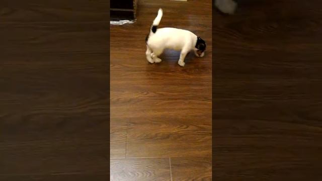 Щенки Джек Рассел Терьер - на продажу - Эдни смотреть онлайн