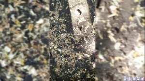 Делаем декоративный забор из фасоли,фасоль в ящике,мой личный опыт ??