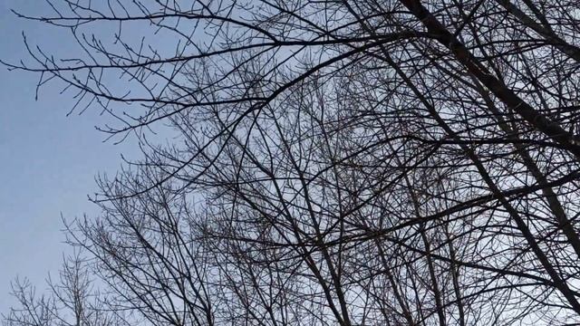 Вербное Воскресение 9 апреля 2023. Вход Господен в Иерусалим. Народные традиции . Что делать нельзя смотреть онлайн