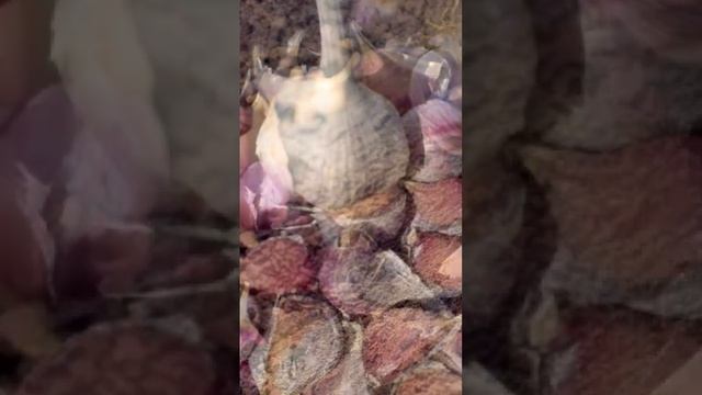 ГДЕ НЕЛЬЗЯ САЖАТЬ ЧЕСНОК? #shorts #огород #грядки смотреть онлайн