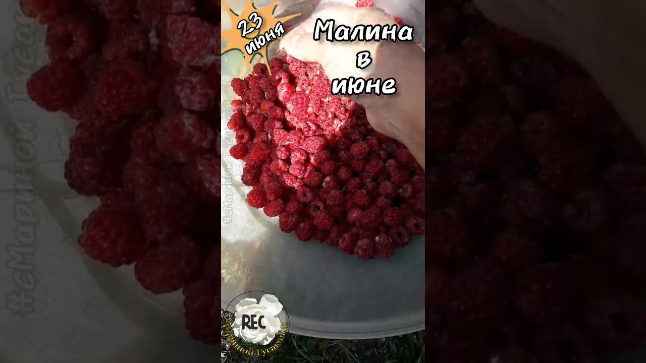 Малина так рано дает урожай в этом году! Вот Необычный год! 23 июня #урожай #малина #огород смотреть онлайн
