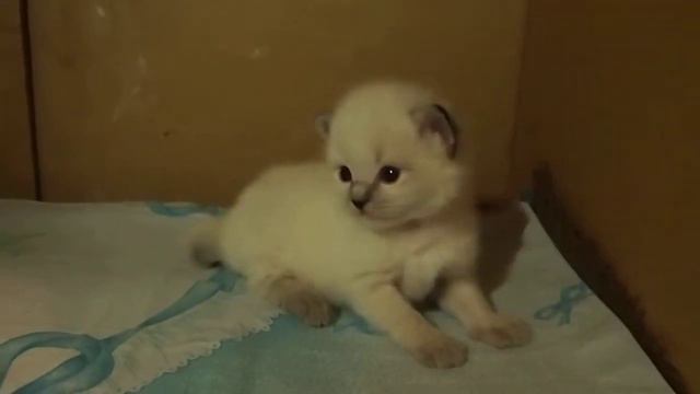 Siberian (colour point) Neva masquerade kittens Сибирские невские маскарадные котята смотреть онлайн