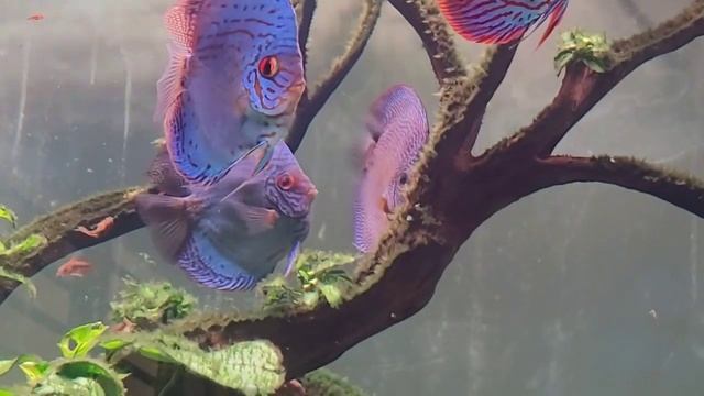 Нерест дискусов в общем аквариуме от Hoàng Võ смотреть онлайн