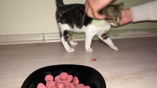 Cute Kitten Eating Sausage (CAT ASMR) | Cats And Kittens смотреть онлайн