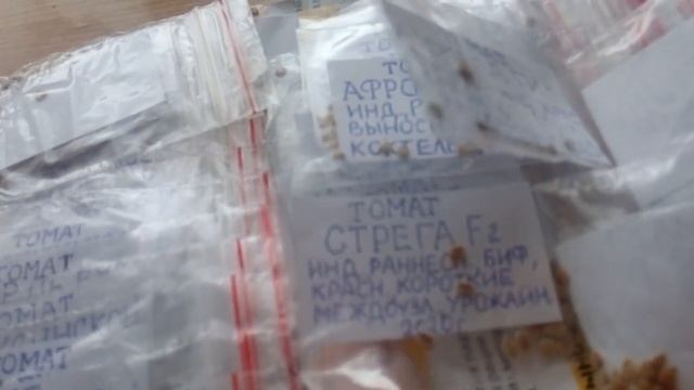 Видеоотчет о семенах томатов на 2021 год, полученных из Подольска смотреть онлайн