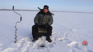 Ловля окуня на зимние блесны в глухозимье