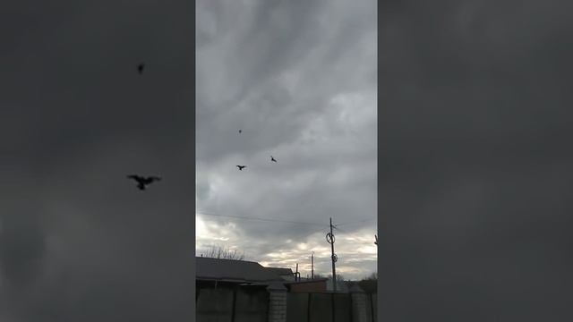 Голуби ADANA Ставропольский край Владимир. Pigeons ADANA Stavropol Territory Vladimir