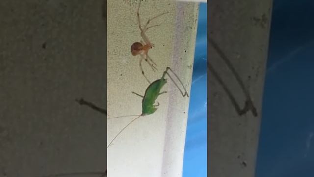 Busy Spider with Grasshopper Lunch смотреть онлайн