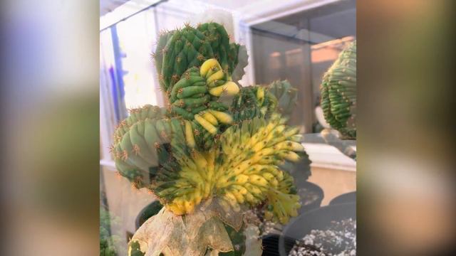😮Cactus Cerebro Variegado | Echinopsis Pachanoi Trichocereus Cristata Variegata F. Suculentas Aurea
