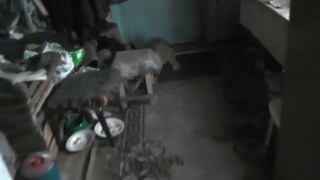 №12. Кошки - египетское чудо совершенства. смотреть онлайн