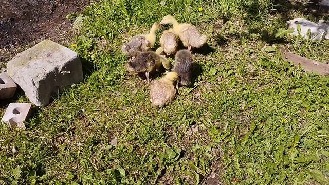 Гуси на новом месте. смотреть онлайн