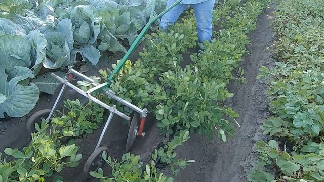 Секрета при выращивании АРАХИСА больше нет! Как вырастить арахис за 8 минут. смотреть онлайн