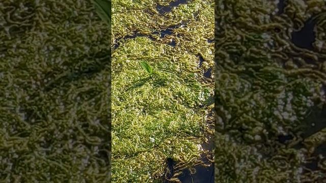 Водоросли смотреть онлайн