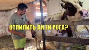отпилить рога коровам?