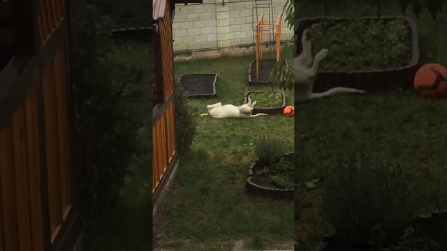 Лабрадор по имени АРЧИ смотреть онлайн