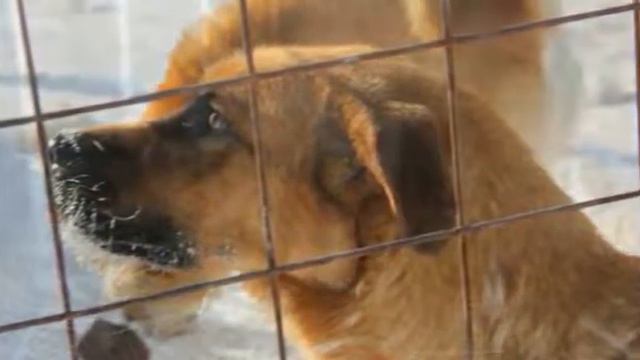 Пункт передержки животных, Якутск. смотреть онлайн