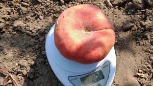 Персик інжирний Плане Сильвер. Peach Plane Silver. Перші плоди.