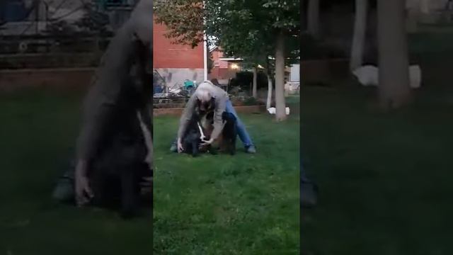 Щенки канарского дога 2 месяца смотреть онлайн