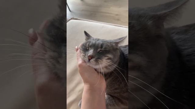 Мысли Семёна, когда я решила его погладить 🙀 #кот #котики #кошки смотреть онлайн