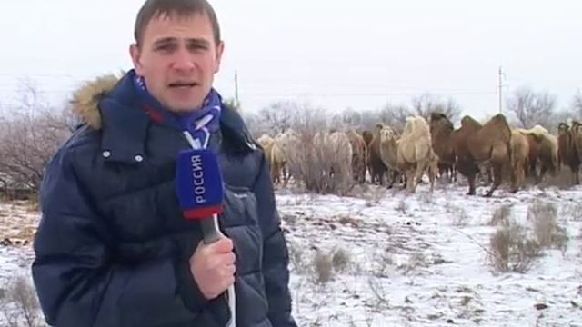 Астраханские верблюды зимуют смотреть онлайн
