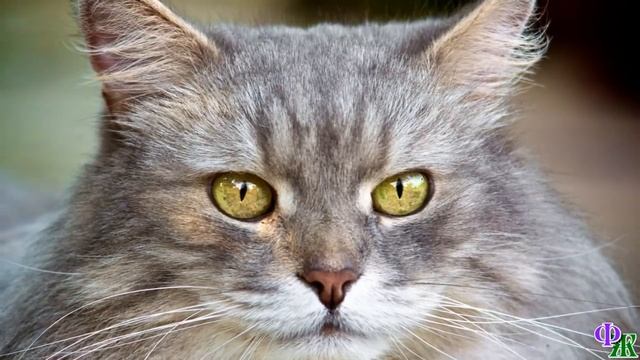Кошка испугалась и закричала. Она снова пыталась высвободиться, валяясь по полу колотила лапой, но… смотреть онлайн