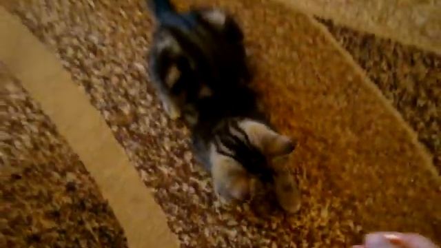 Шотландский прямоухий. Мрамор на золоте. Котенок несет мне конфету. My kitten brings me a candy. смотреть онлайн