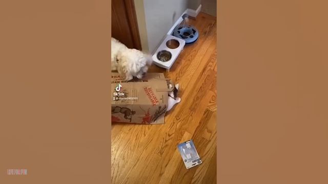 007. Funniest Cat Videos Will Make You Laugh #189 - Funny Animal Videos.mp4 смотреть онлайн