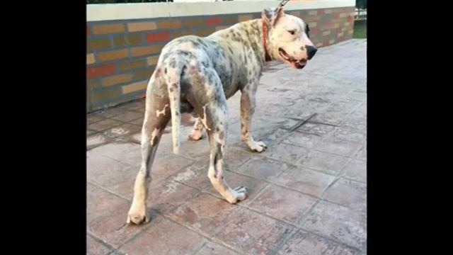 Тощий пёс лежал на куче мусора и просил помощи печальными глазами смотреть онлайн