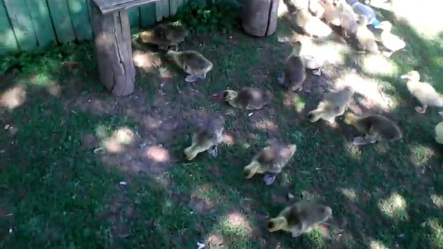 МАИ гуси смотреть онлайн