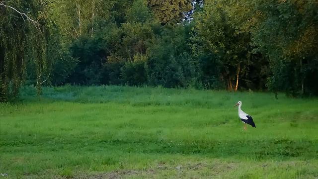 STORK. The Best Photos. Nature - Avifauna смотреть онлайн