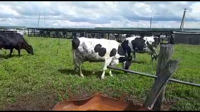 Племенной скот с доставкой-оптовая продажа смотреть онлайн