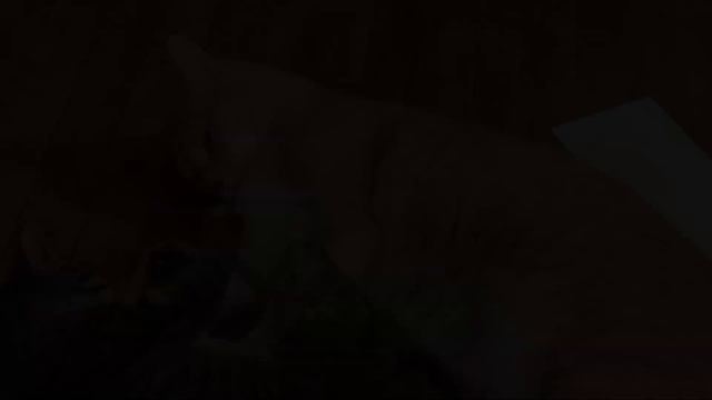 Kitten Comes to Family as a Timid Stray but Starts to Learn to Be Brave with Help of Their Cat смотреть онлайн
