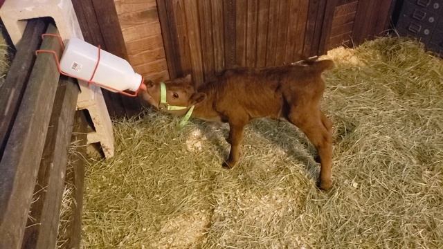 Fergus learning how to manage the bottle holder. Five days old. Game changer, for sure! смотреть онлайн