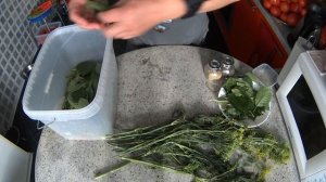ПОМИДОРЫ БОЧКОВЫЕ. Выпуск №123