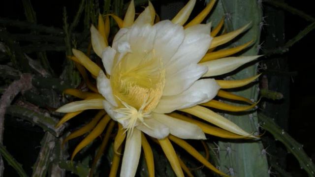 Selenicereus Grandiflorus 2009 Queen of the Night смотреть онлайн