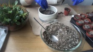 Композиция из Живых Камей | Как Посадить Литопсы