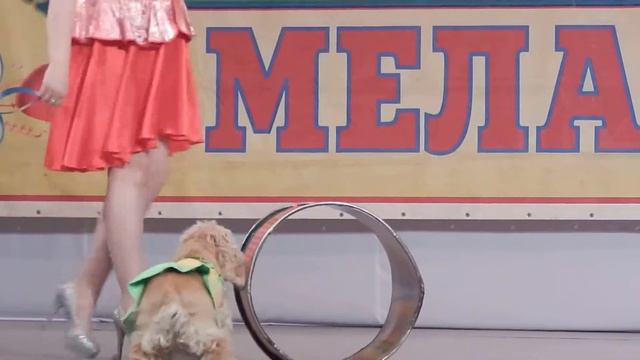 кокер спаниель из цирка "МЕЛАНЖ". смотреть онлайн