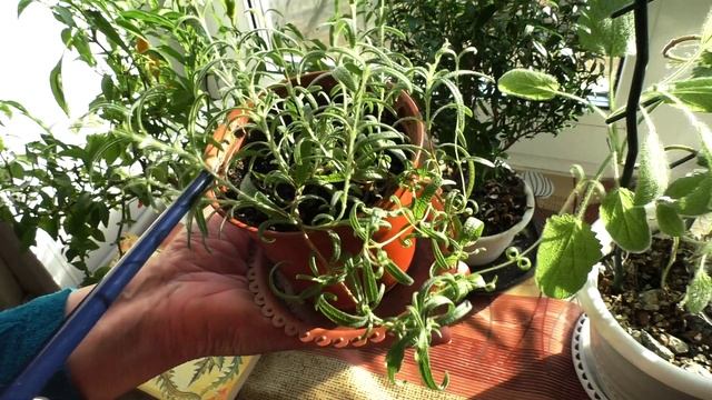 Зеленая аптека на подоконнике. Лекарственные растения дома смотреть онлайн