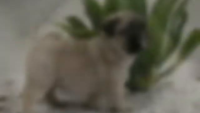 Как я хочу собаку смотреть онлайн