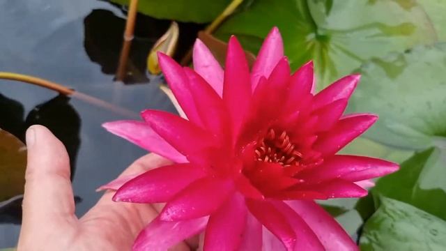 Нимфея WLK Cupid's arrow (нимфея Стрела амура), гибрид 2020 г. селекции Хох Константина смотреть онлайн