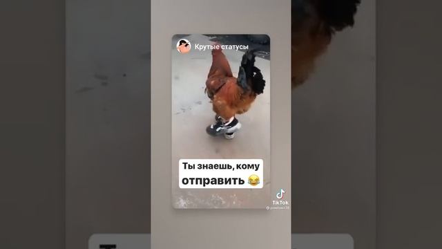 Петух в Адидасе??приколы тик ток ржачное видео ржака угар приколы с животными. смотреть онлайн
