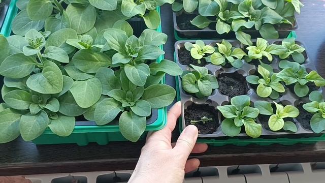 Что делать, если рассада петунии имеет бледный вид смотреть онлайн