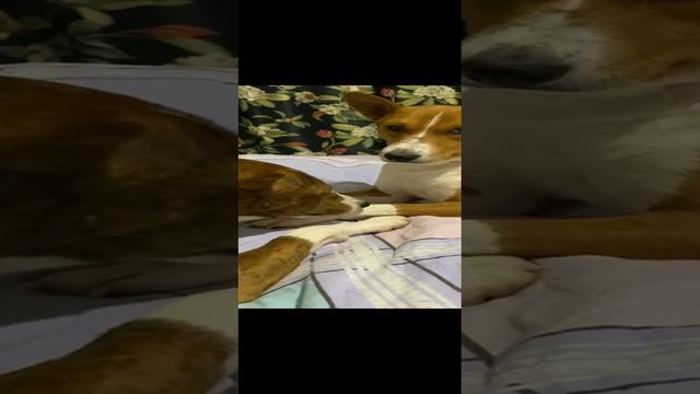 Вася и Салли друзья навсегда