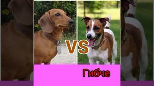 Такса против джек-рассела: кто победит? Animals VS