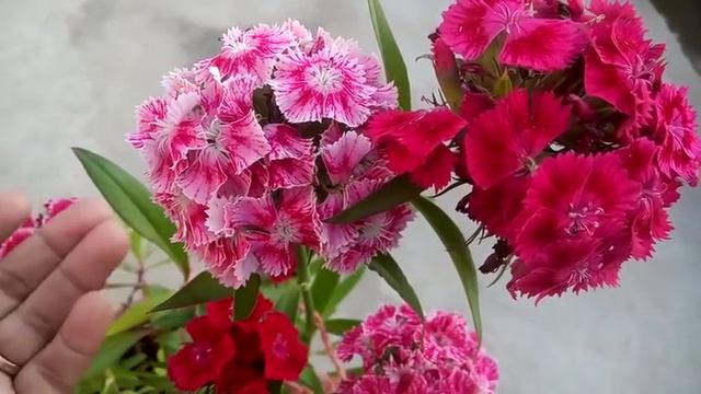 935 - How to grow n care Sweet William (Dianthus) (Hindi /Urdu) 16/2/19 смотреть онлайн