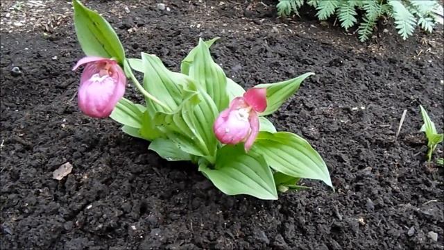 ВЕНЕРИНЫ БАШМАЧКИ В САДУ смотреть онлайн