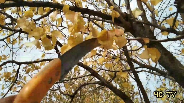 Обрезка АБРИКОСА 10 лет НА УРОЖАЙ!Как обрезать абрикос НА ПЛОДОНОШЕНИЕ грамотно? смотреть онлайн